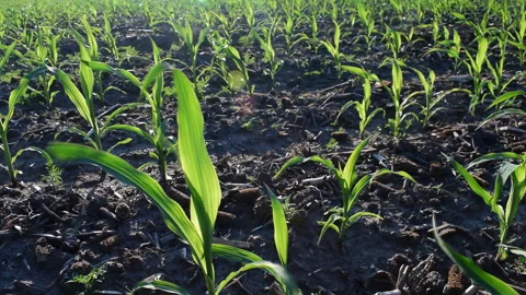 Young corn field Stock Footage 109057891