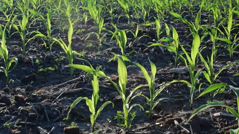 Young corn field Stock Footage 109057896