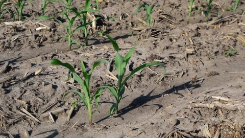 Young corn field Stock Footage 109057989