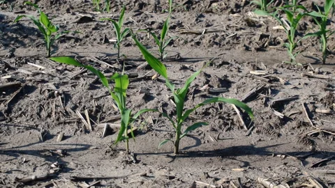 Young corn field Stock Footage 109058120