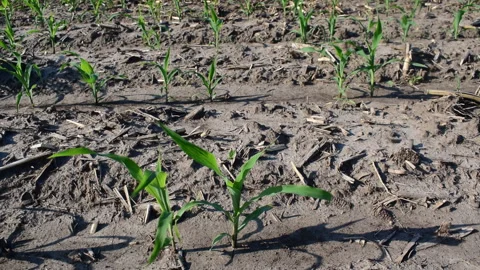 Young corn field Stock Footage 109058144