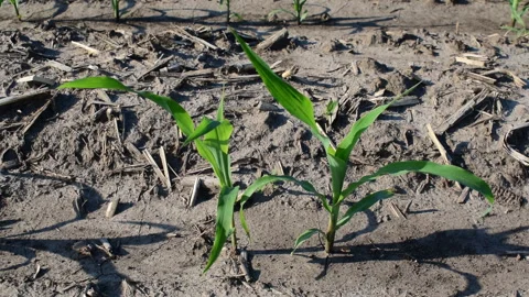 Young corn field Stock Footage 109058213
