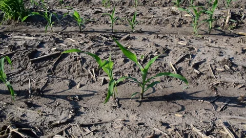 Young corn field Stock Footage 109058412