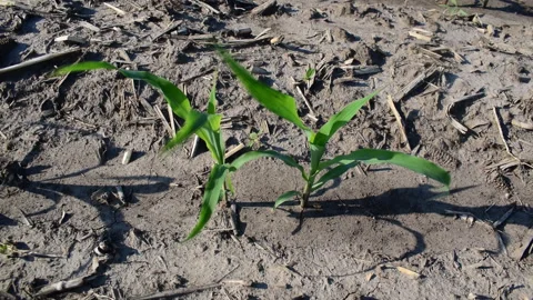 Young corn field Stock Footage 109058459