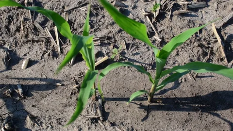 Young corn field Stock Footage 109058605