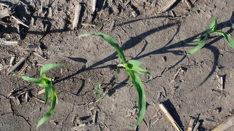 Young corn field Stock Footage 109058812