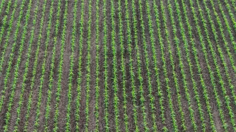 Young corn field growing in parallel crop rows across fertile farmland. Drone Stock Footage 336968851