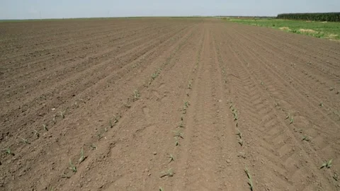Young corn field, pan left Stock-Footage 158386742