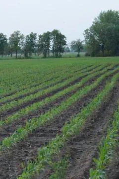 Young Corn Field Stock Photos