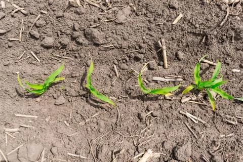 Young corn field Stock Photos