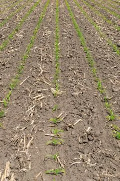 Young corn field Stock Photos