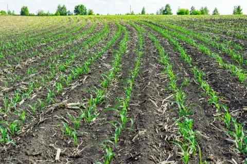 Young corn field Stock Photos