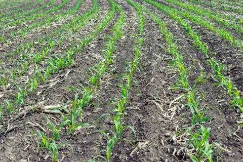 Young corn field Stock Photos