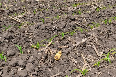 Young corn field Stock Photos