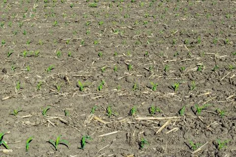 Young corn field Stock Photos
