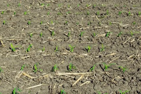 Young corn field Stock-Fotos
