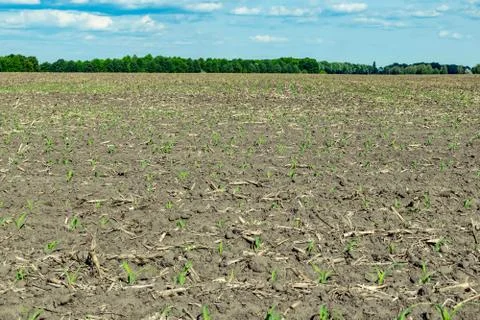Young corn field Stock Photos