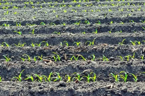 Young corn field Stock Photos