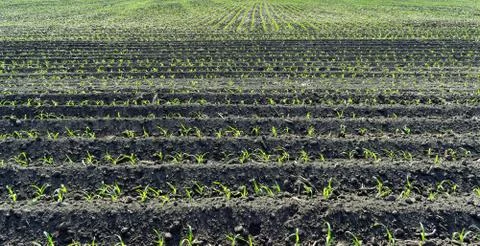 Young corn field Stock Photos