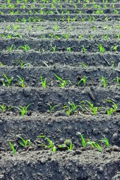 Young corn field Stock-Fotos