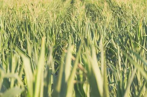 Young Corn Field Stock Photos