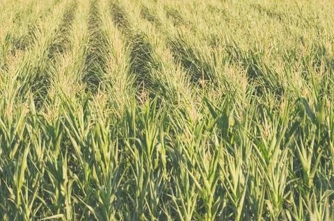 Young Corn Field Stock Photos