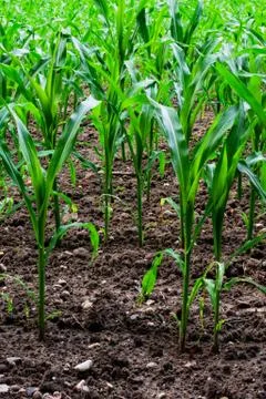 Young corn field Fotos Stock