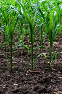 Young corn field Stock-Fotos