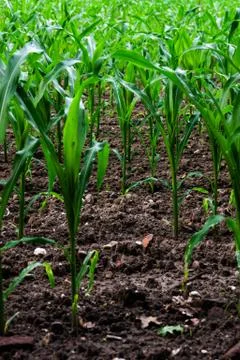 Young corn field Foto stock
