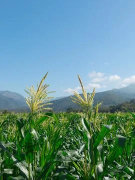 Young corn in field. Stock Photos