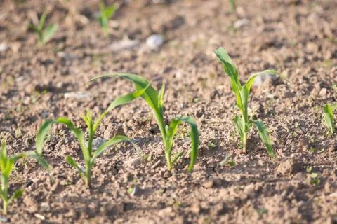 Young corn field on a spring morning 스톡 사진