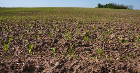 Young corn field in spring time Stock Footage 132389499