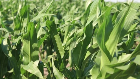 Young corn field on a sunny day Stock Footage 338007262