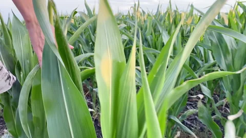 Young corn in the field tickles the palm of your hand. Stock Footage 157092432