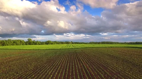 Young corn field transitions to winter wheat, under dramatic skies. Stock Footage