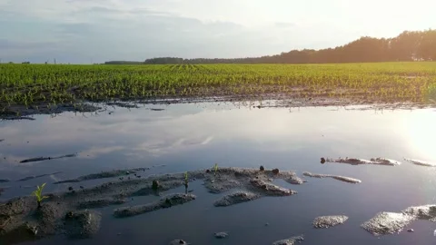 Young corn fields are flooded with water after rain. Puddle in the field Stock Footage 156411485