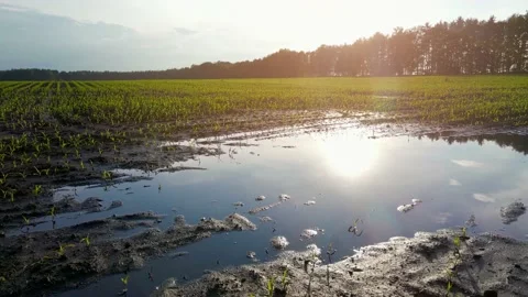 Young corn fields are flooded with water after rain. Puddle in the field Stock Footage 156411506