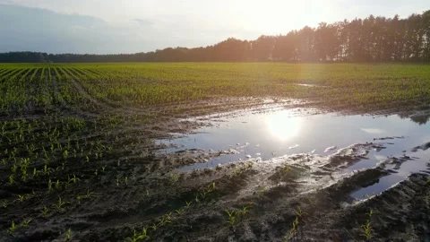 Young corn fields are flooded with water after rain. Puddle in the field Stock Footage 156466900