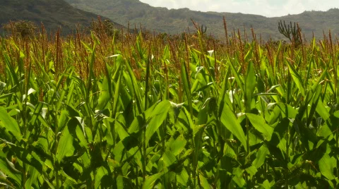 Young Corn Stock Footage 768365