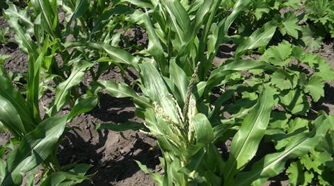 Young corn Stock Footage 39656626