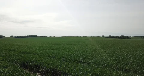 Young Corn Stock Footage 97653508