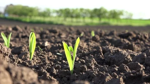 Young corn 库存影片 153603270