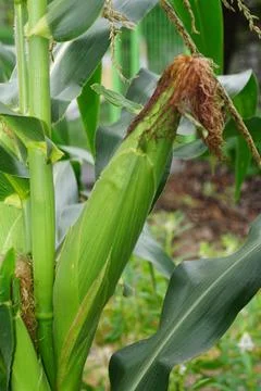 Young corn in the garden Foto stock