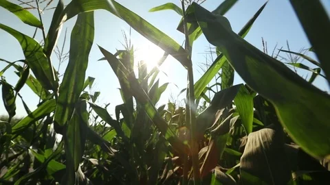 Young corn growing on the field Stock Footage 73941593