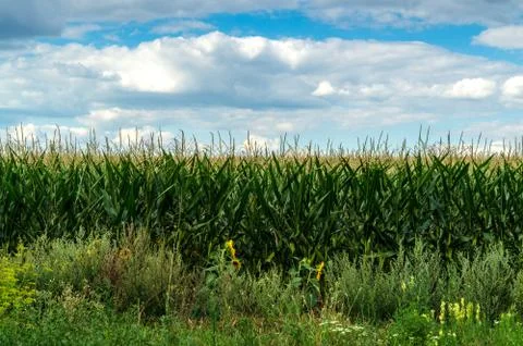 Young corn growing in summer on the field against blue sky Stock Photos