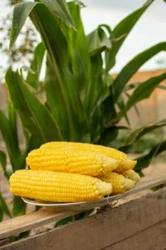 Young corn grows on a bed in the summer Stock Photos