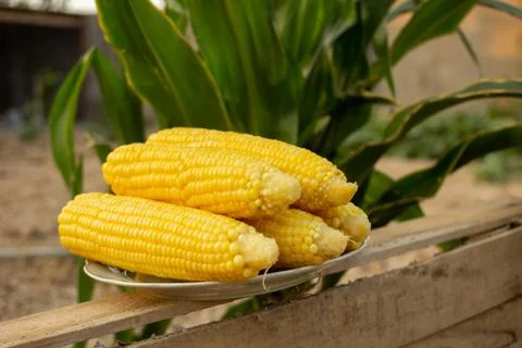 Young corn grows on a bed in the summer Stock Photos