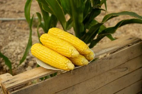 Young corn grows on a bed in the summer Stock Photos