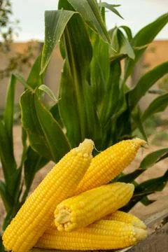 Young corn grows on a bed in the summer Stock Photos