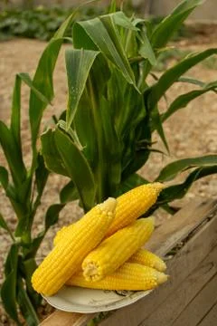 Young corn grows on a bed in the summer Stock Photos